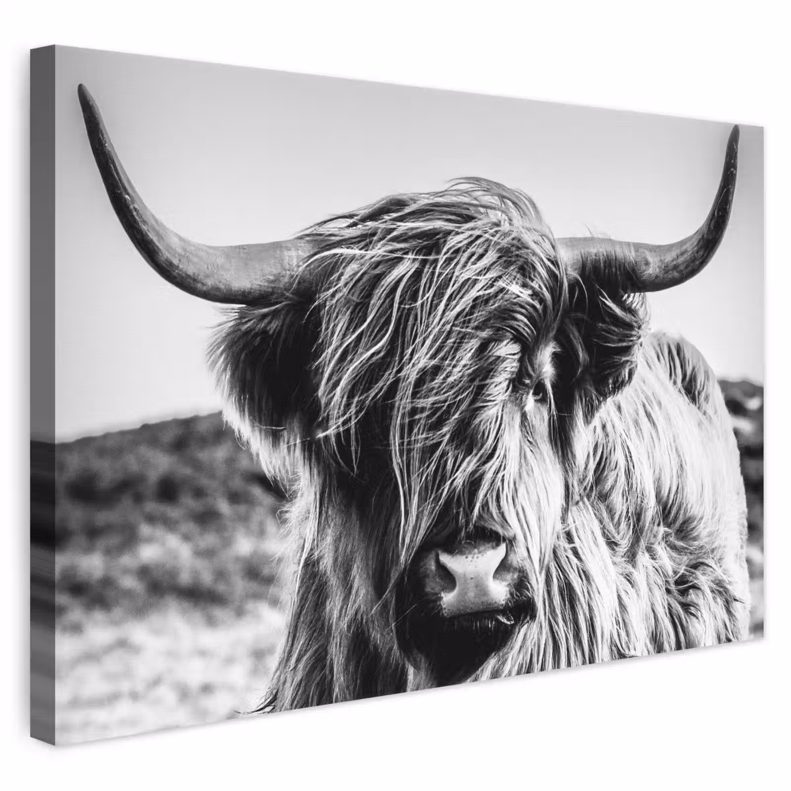 Leinwandbild - Schottischer Highlander - Nahaufnahme - Hörner - Mantel - Schwarz und weiß — 1