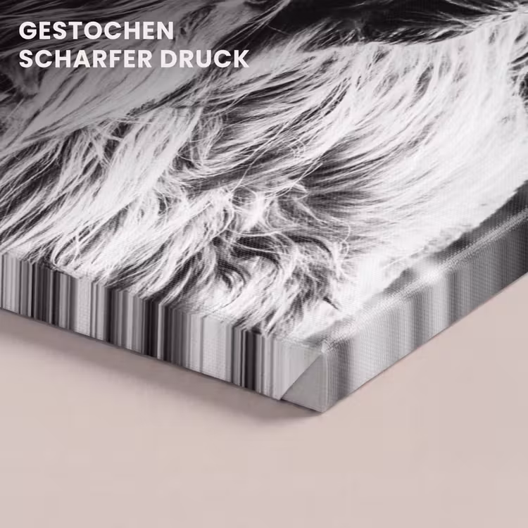Leinwandbild - Schottischer Highlander - Nahaufnahme - Hörner - Mantel - Schwarz und weiß — 4