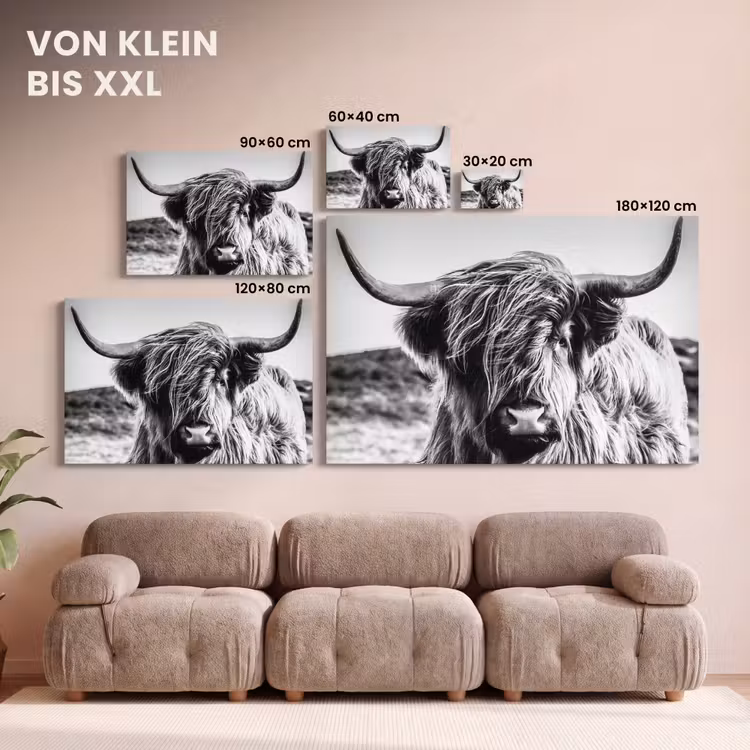 Leinwandbild - Schottischer Highlander - Nahaufnahme - Hörner - Mantel - Schwarz und weiß — 6
