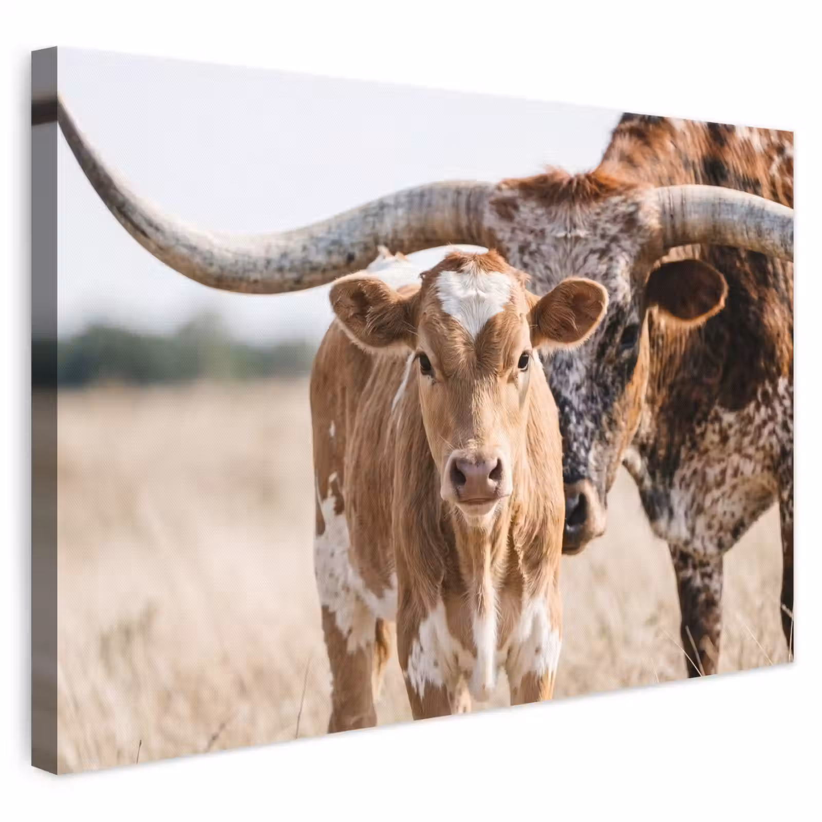 Leinwandbild - Texas Longhorn - Kalb - Weide - Tiere — 1