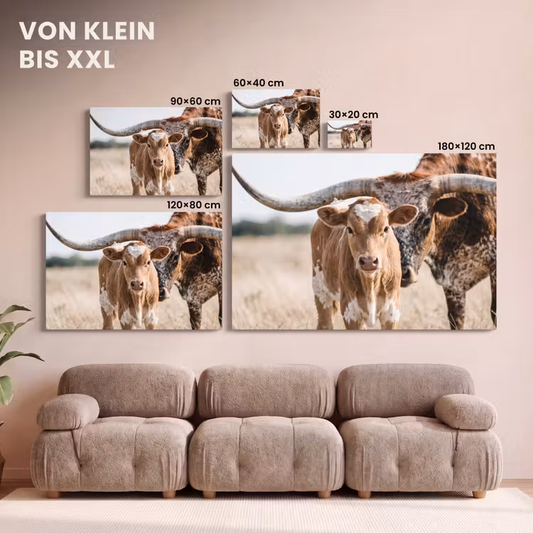 Leinwandbild - Texas Longhorn - Kalb - Weide - Tiere — 6