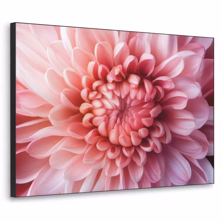 Art Frame - Dahlie - Blume - Nahaufnahme - Rosa — 1