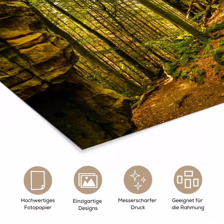Poster - Bäume - Stein - Wald - Natur - Pflanzen — 5
