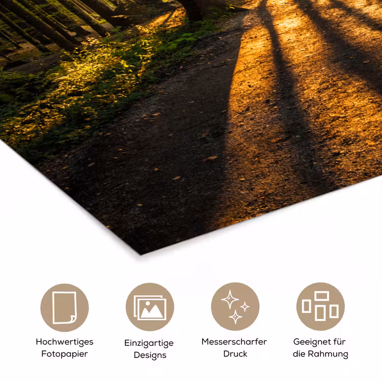 Poster - Sonne - Bäume - Wald - Landschaft - Natur — 5