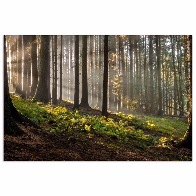 Poster - Sonne - Äste - Bäume - Wald - Natur — 1