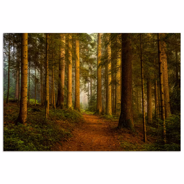 Poster - Wald - Natur - Bäume - Landschaft - Laub — 1