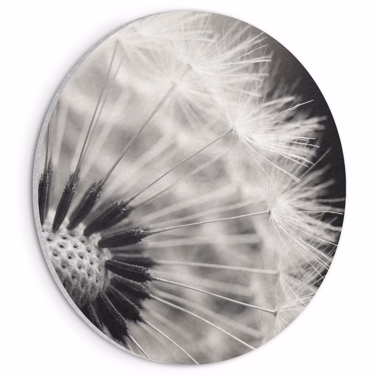 Akustikbild - Rund - Pusteblume - Schwarz - Weiß — 1