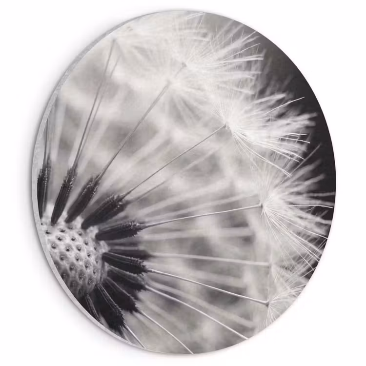Akustikbild - Rund - Pusteblume - Schwarz - Weiß — 1