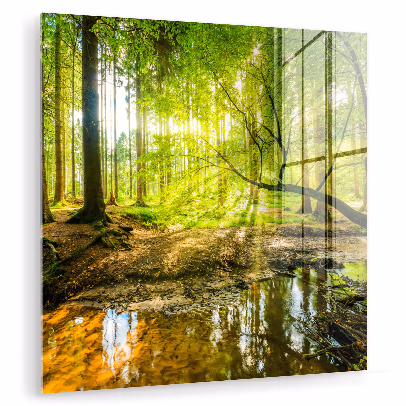Glasbild - Wald - Landschaft - Wasser - Bäume - Sonne - Grün - Natur — 1