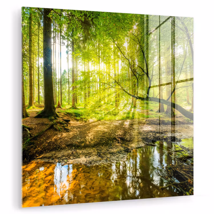 Glasbild - Wald - Landschaft - Wasser - Bäume - Sonne - Grün - Natur — 1