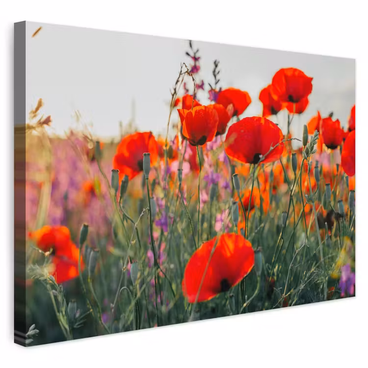 Outdoor Leinwand - Mohn - Blumen - Rot - Lila - Wiese — 1