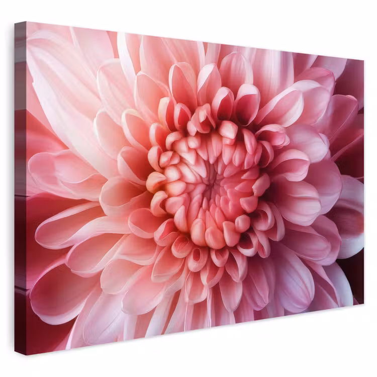 Outdoor Leinwand - Dahlie - Blume - Nahaufnahme - Rosa — 1