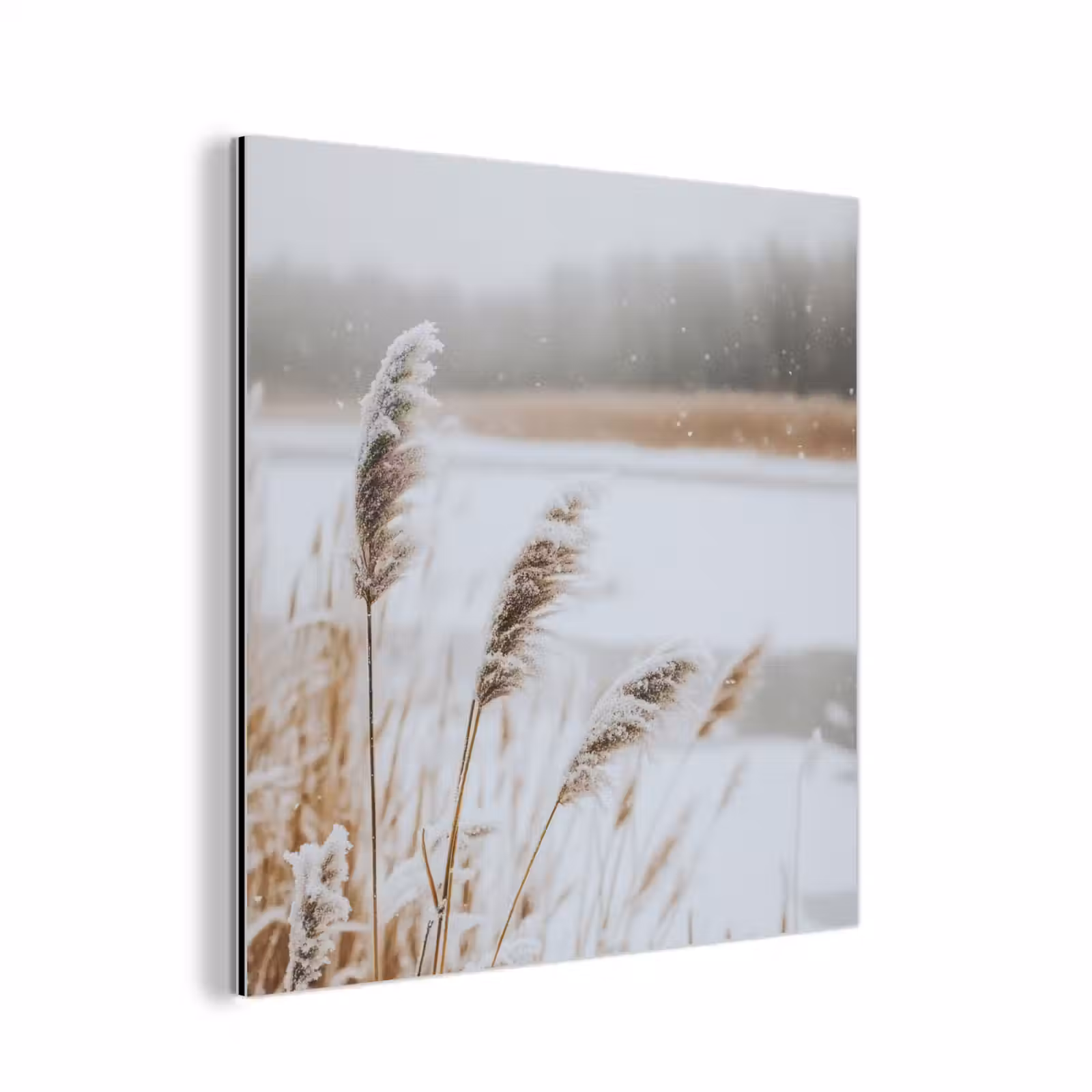 Alu-Dibond-Bild - Schilf - See - Winter - Natur - Schnee - Beige — 1