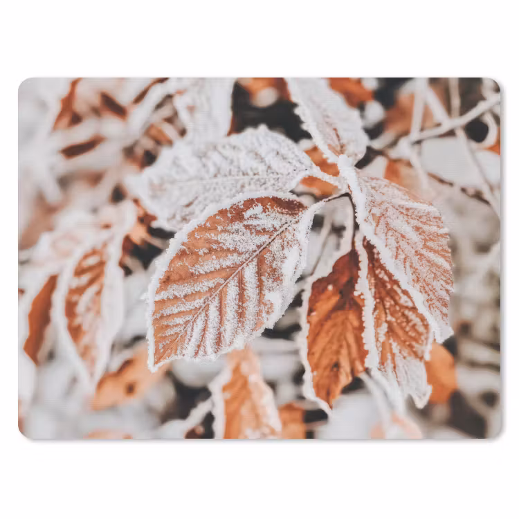 Mauspad - Laub - Eis - Winter - Natur — 1