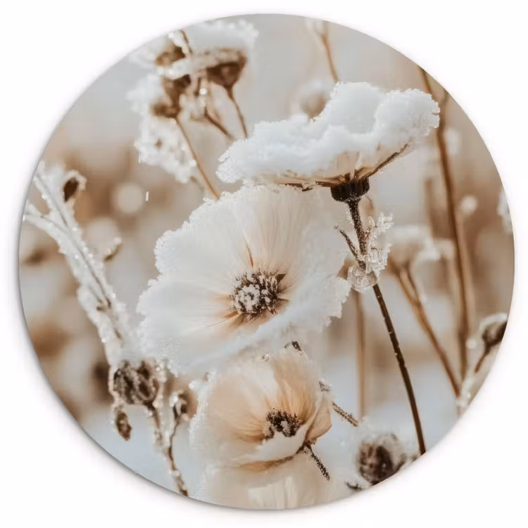 Forexbild Rund - Blumen - Winter - Weiß - Schnee - Beige — 1