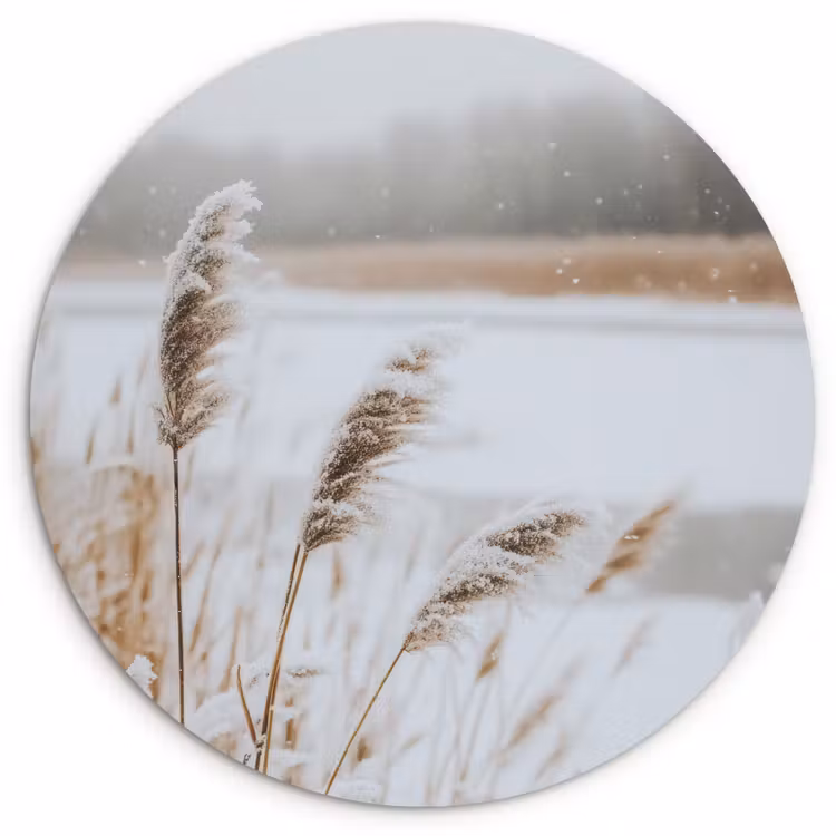 Forexbild Rund - Schilf - See - Winter - Natur - Schnee - Beige — 1