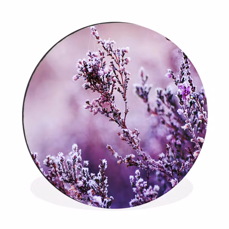 Lavendel - Winter - Blumen - Lila — 1