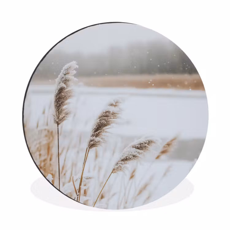 Schilf - See - Winter - Natur - Schnee - Beige — 1