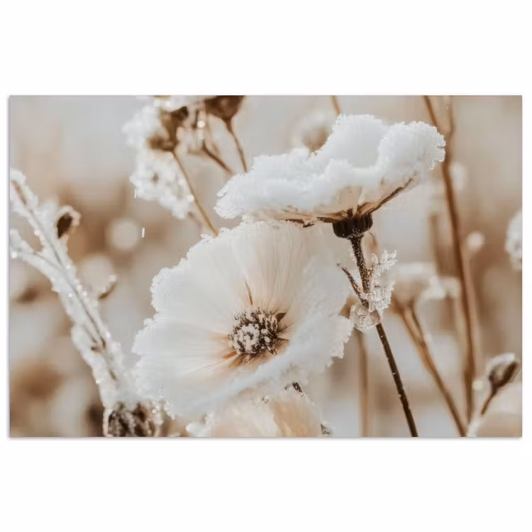 Poster - Blumen - Winter - Weiß - Schnee - Beige — 1