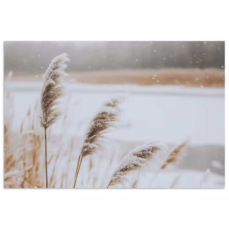 Poster - Schilf - See - Winter - Natur - Schnee - Beige — 1