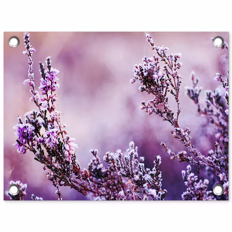 Gartenposter - Lavendel - Winter - Blumen - Lila — 1