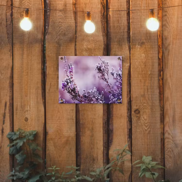 Gartenposter - Lavendel - Winter - Blumen - Lila — 2