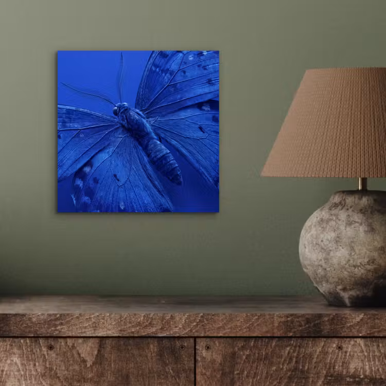 Alu-Dibond-Bild - Blauer Schmetterling – Insekt — 3