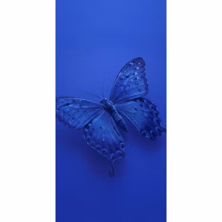 Tapete - Blauer Schmetterling – Insekt — 2