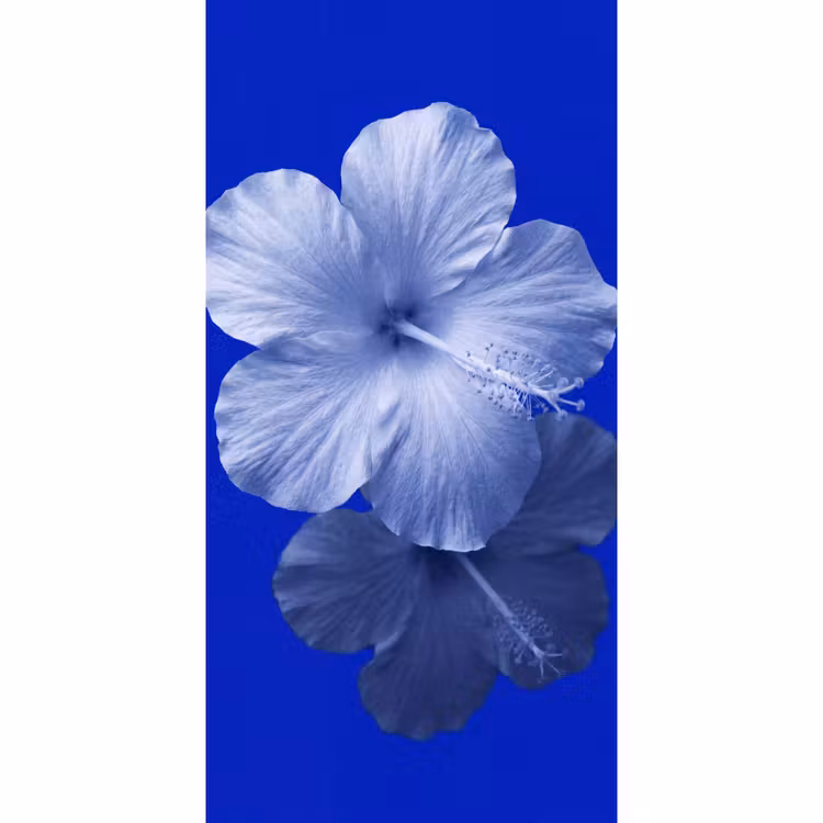 Tapete - Blumen – Blau – Natur — 2