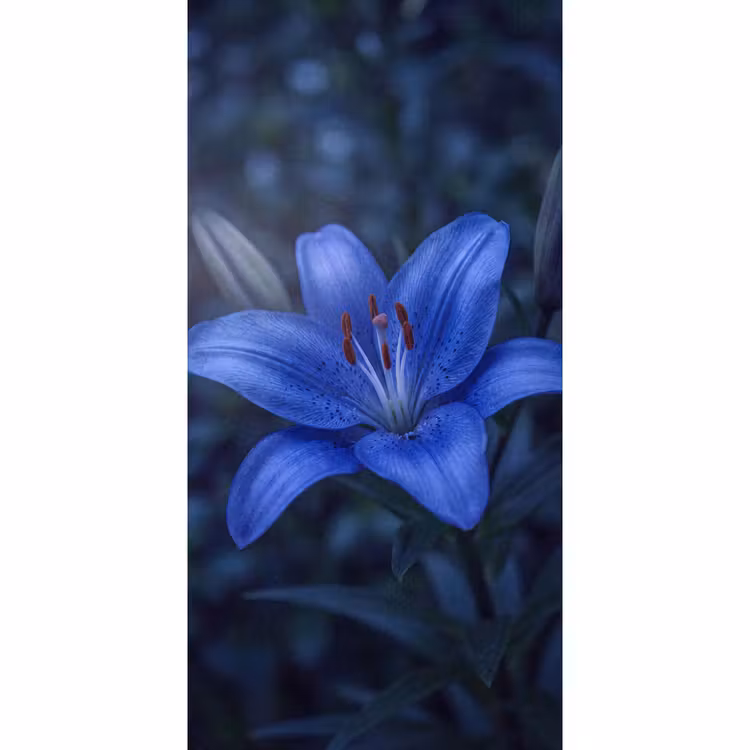 Tapete - Blaue Blume – Natur — 2