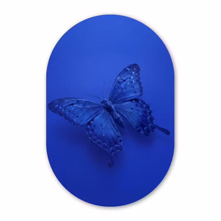 Glasbild Oval - Blauer Schmetterling – Insekt — 1