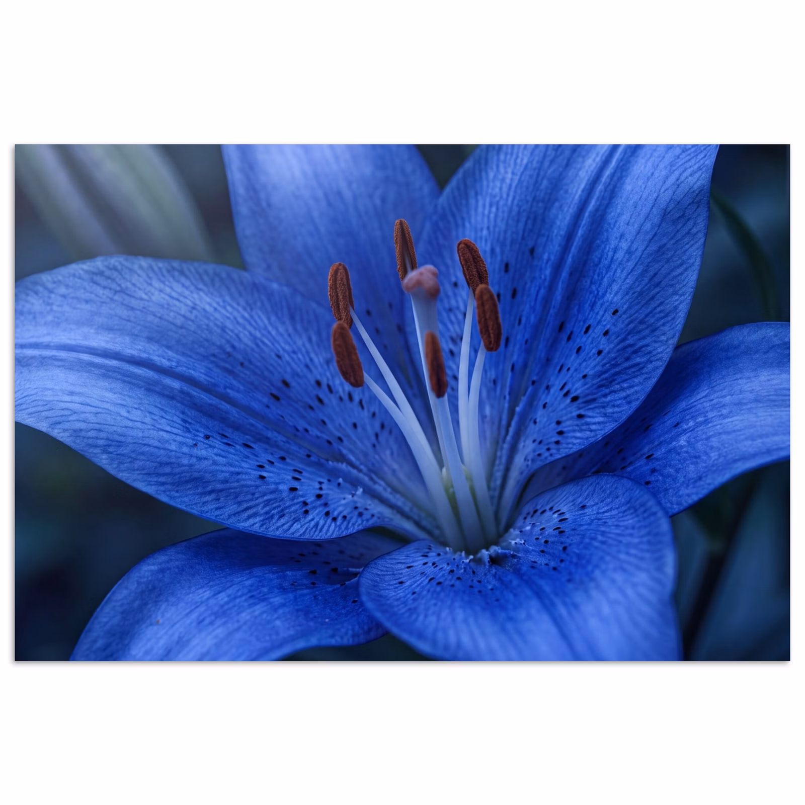 Poster - Blaue Blume – Natur — 1