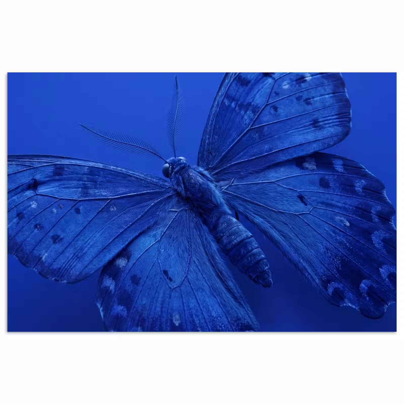 Poster - Blauer Schmetterling – Insekt — 1