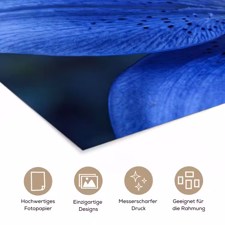 Poster - Blaue Blume – Natur — 5