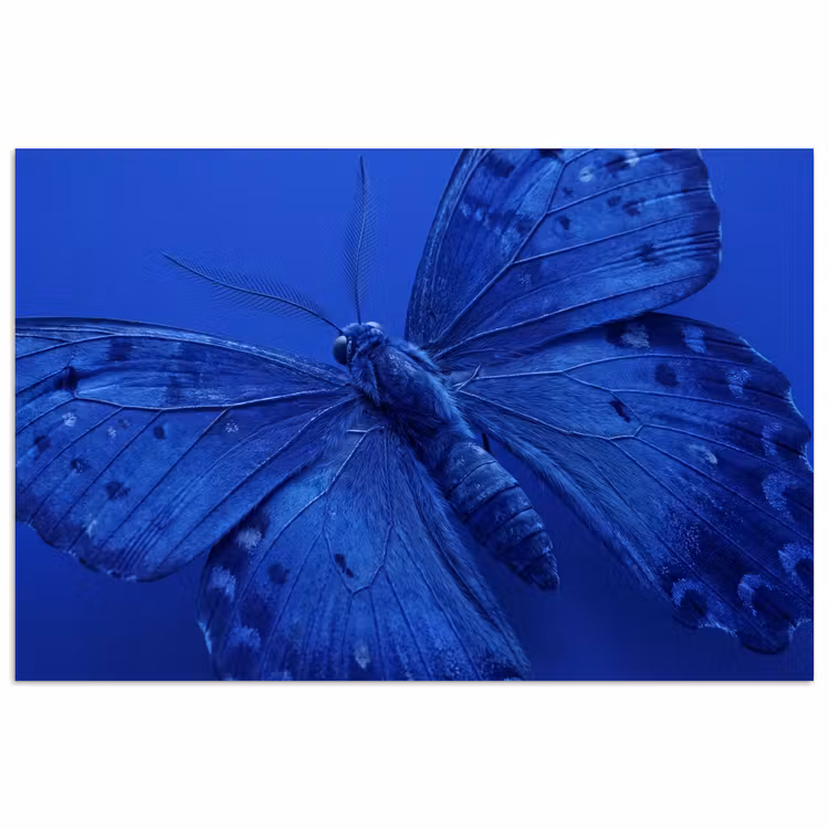 Poster - Blauer Schmetterling – Insekt — 1