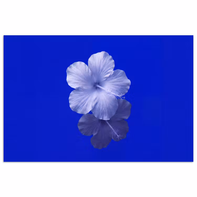 Poster - Blumen – Blau – Natur — 1