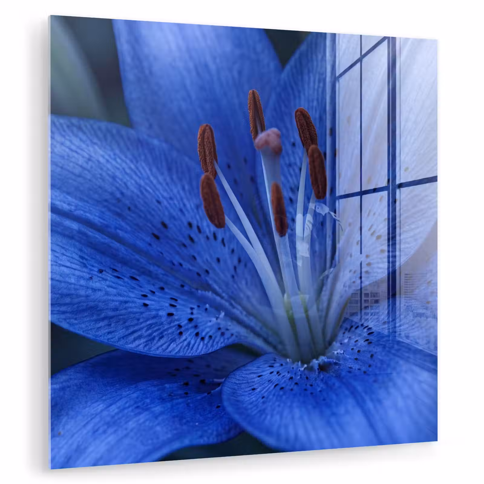 Glasbild - Blaue Blume – Natur — 1