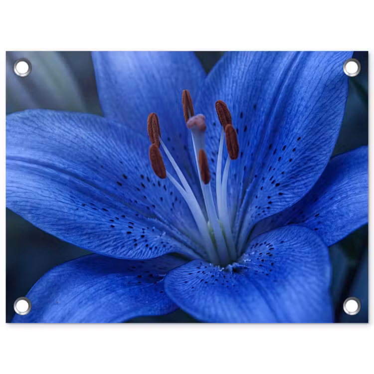 Gartenposter - Blaue Blume – Natur — 1
