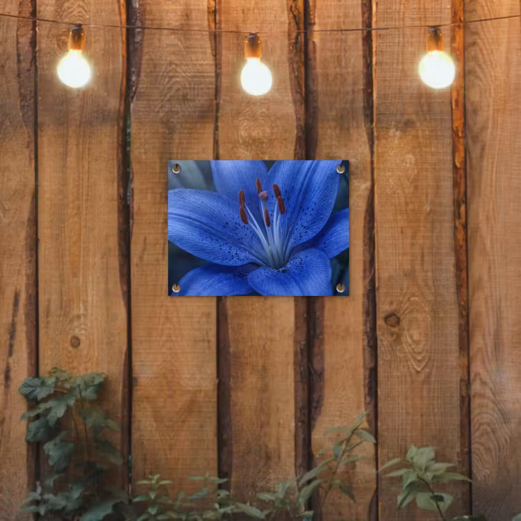 Gartenposter - Blaue Blume – Natur — 2