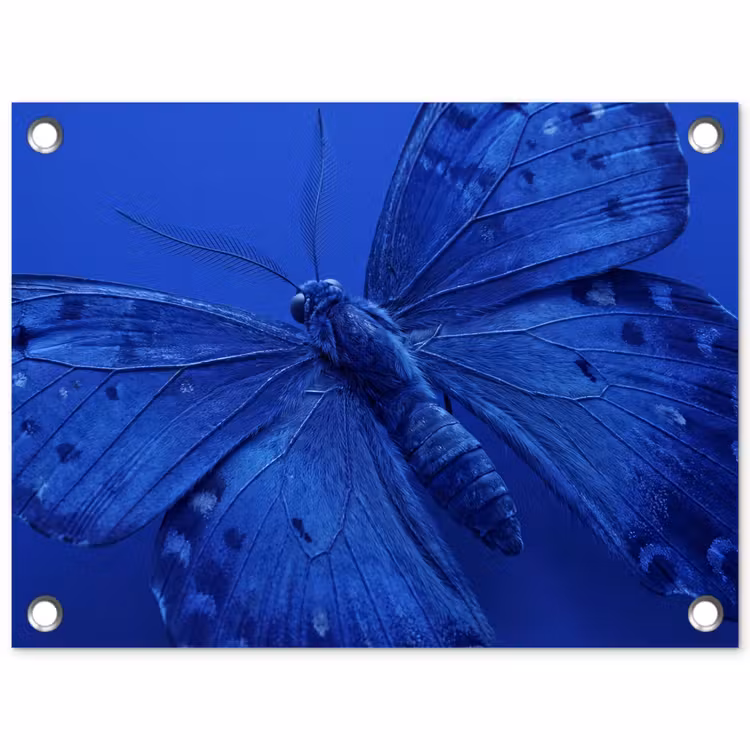 Gartenposter - Blauer Schmetterling – Insekt — 1