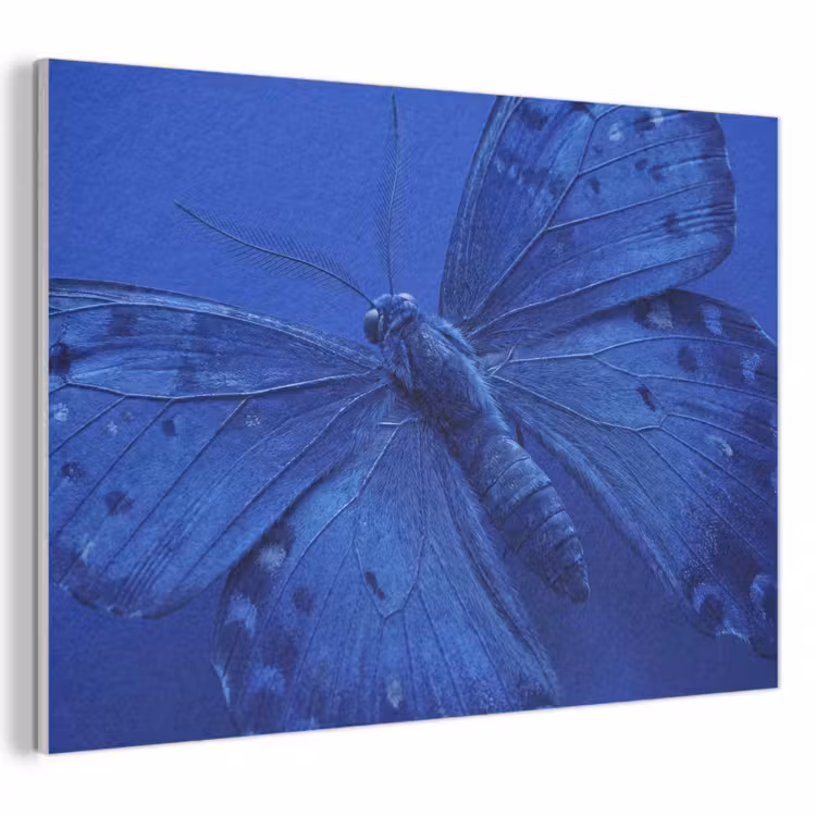 Akustikbild - Blauer Schmetterling – Insekt — 1