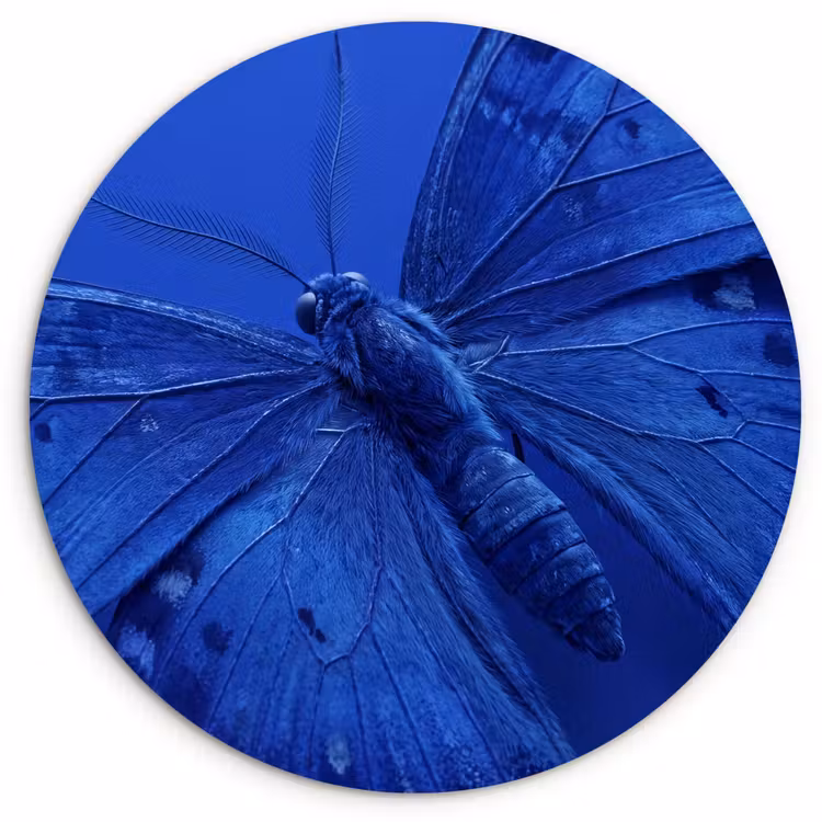 Glasbild Rund - Blauer Schmetterling – Insekt — 1