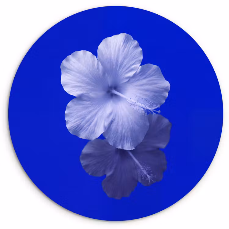 Glasbild Rund - Blumen – Blau – Natur — 1