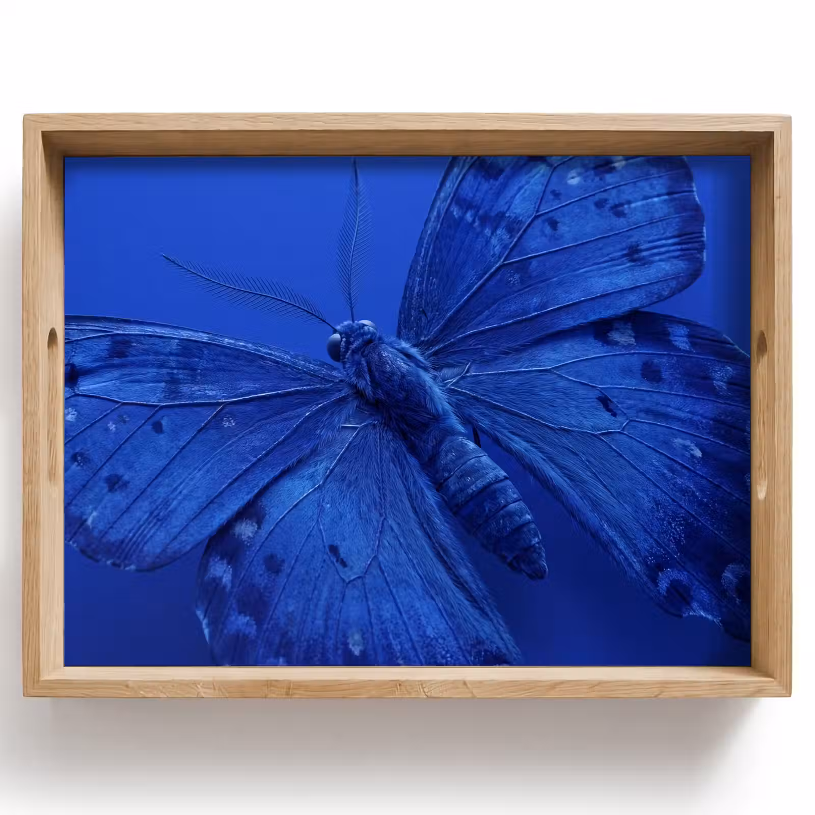 Tablett - Blauer Schmetterling – Insekt — 1
