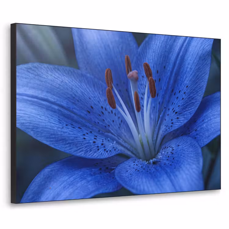 Art Frame - Blaue Blume – Natur — 1