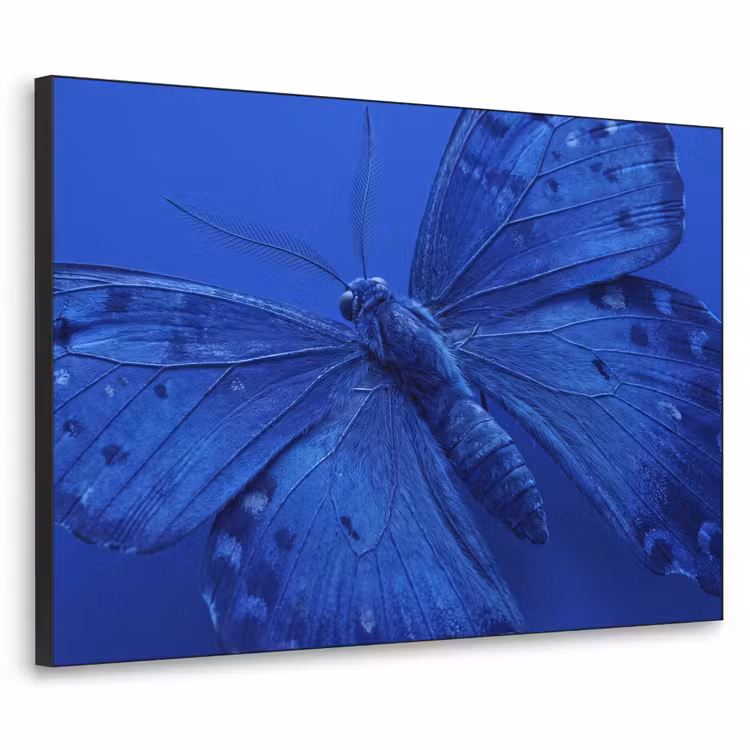 Art Frame - Blauer Schmetterling – Insekt — 1