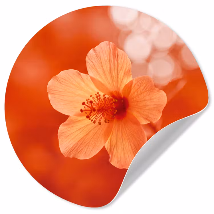 Runde Tapete - Orangefarbene Blume – Makro — 1