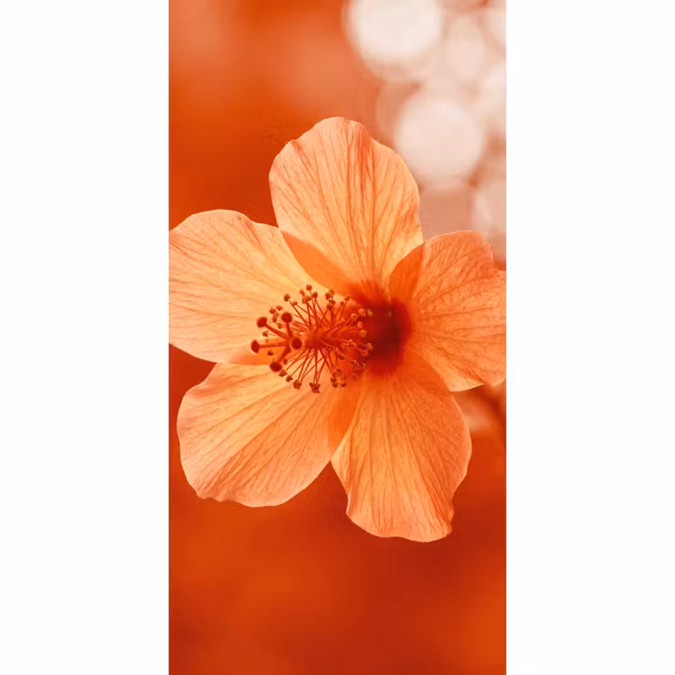 Tapete - Orangefarbene Blume – Makro — 2