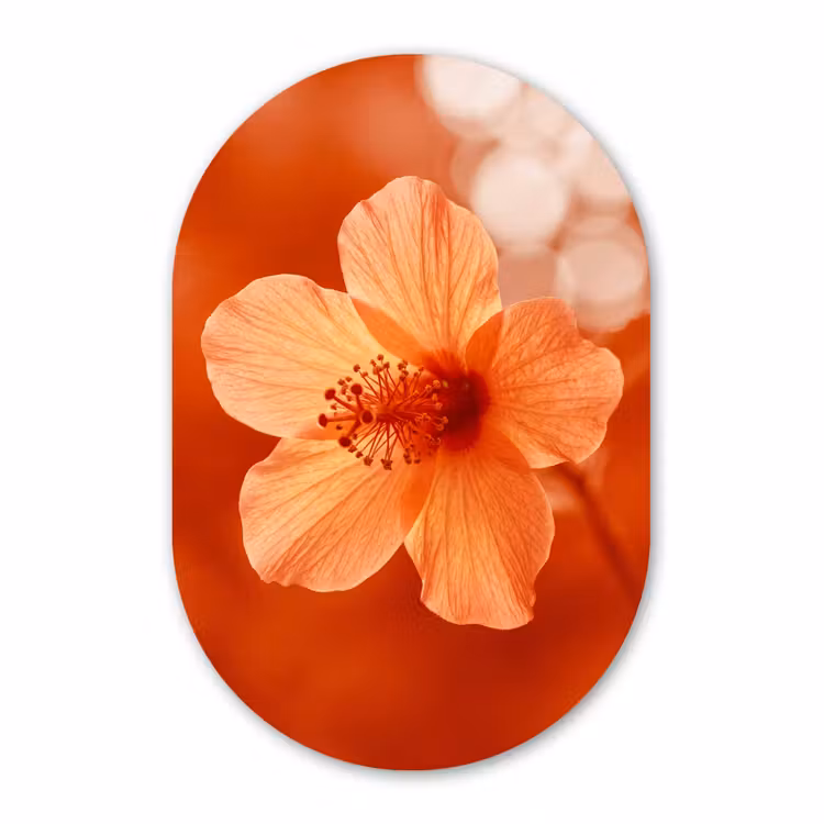 Glasbild Oval - Orangefarbene Blume – Makro — 1