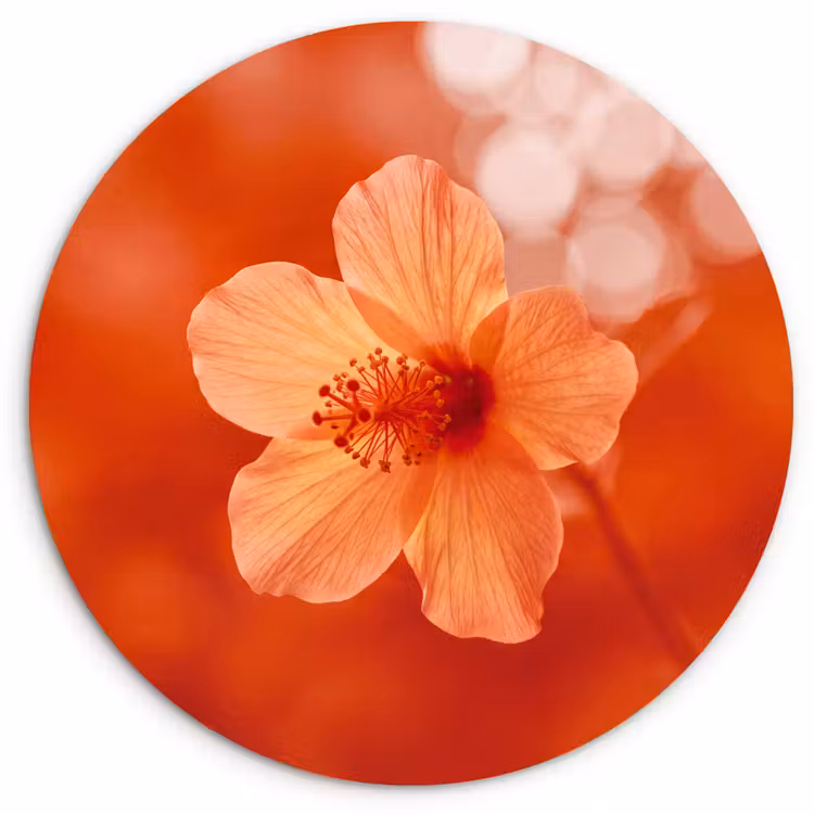 Forexbild Rund - Orangefarbene Blume – Makro — 1